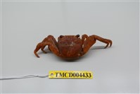 藏品(白紋方蟹)的圖片